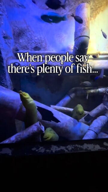 This is your sign to start therapy and find healthier relationships 😉🐠
When people say, “There’s plenty of fish in the sea…” 🐟
Maybe.
But not every fish is emotionally available, communicates well, respects boundaries, or is ready for a healthy relationship.
Therapy can help you recognize your worth, break old patterns, and stop settling for relationships that leave you feeling unseen.
Explore how we can help support you — link in our bio 💙
#healthyrelationships #knowyourworth #selflovejourney
